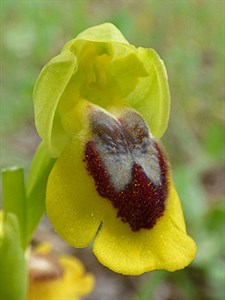 Yellow Ophrys - Ophrys lutea © John Muddeman